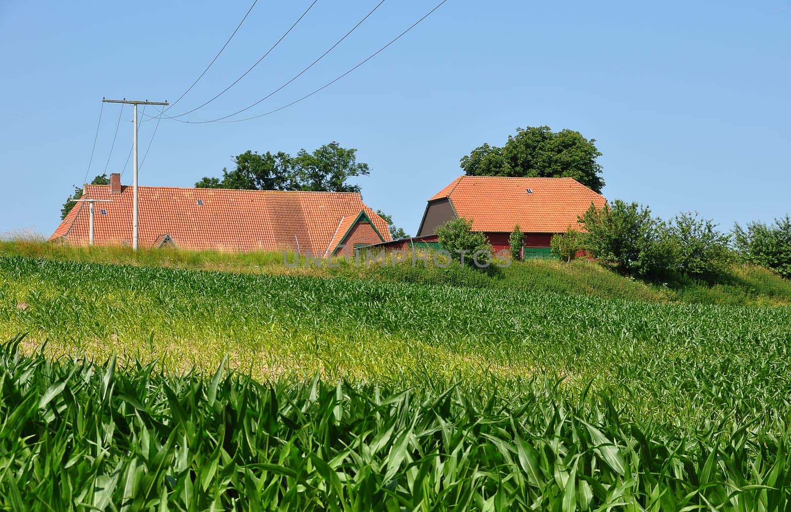 Cornfield