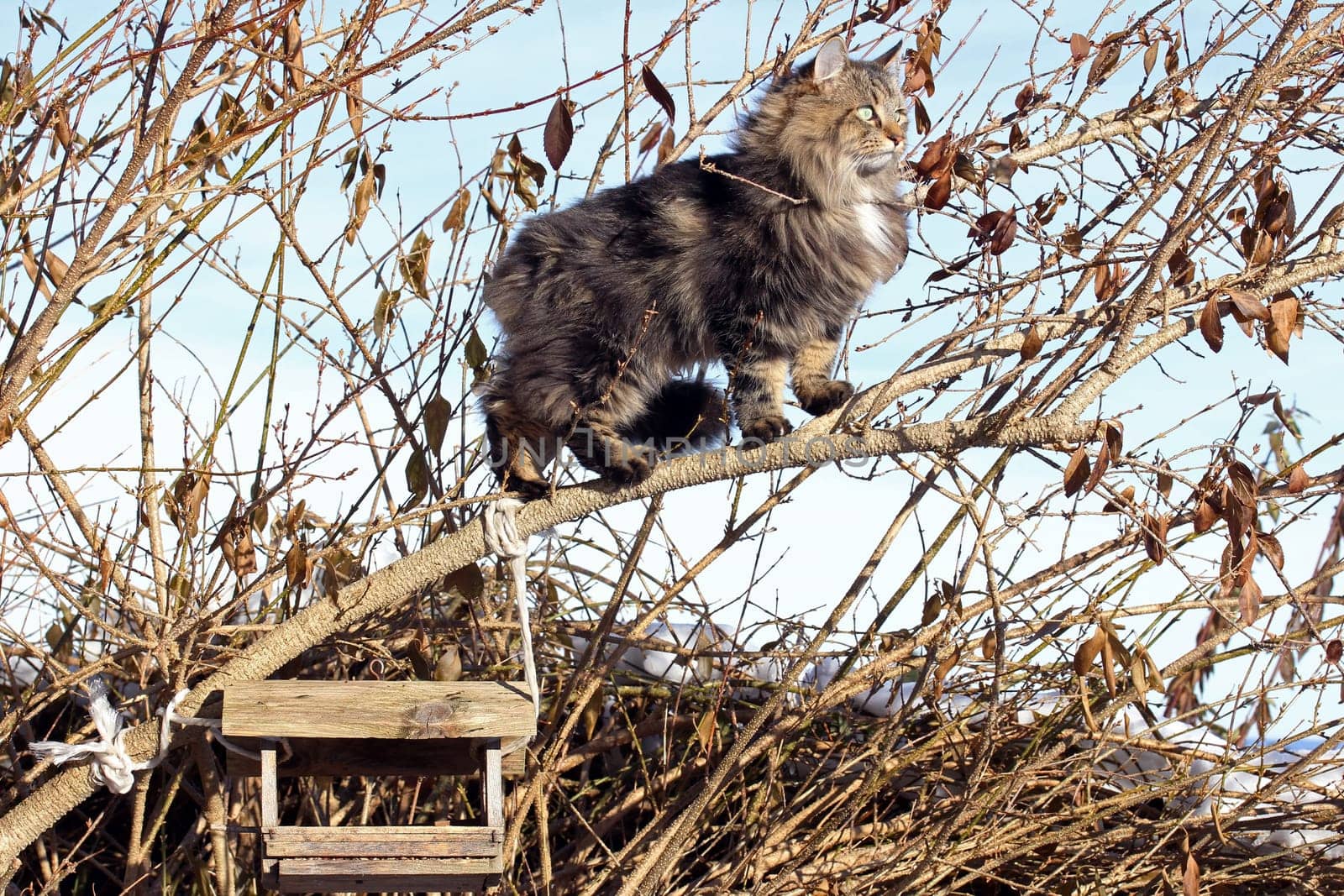 Bird hunting in the tree