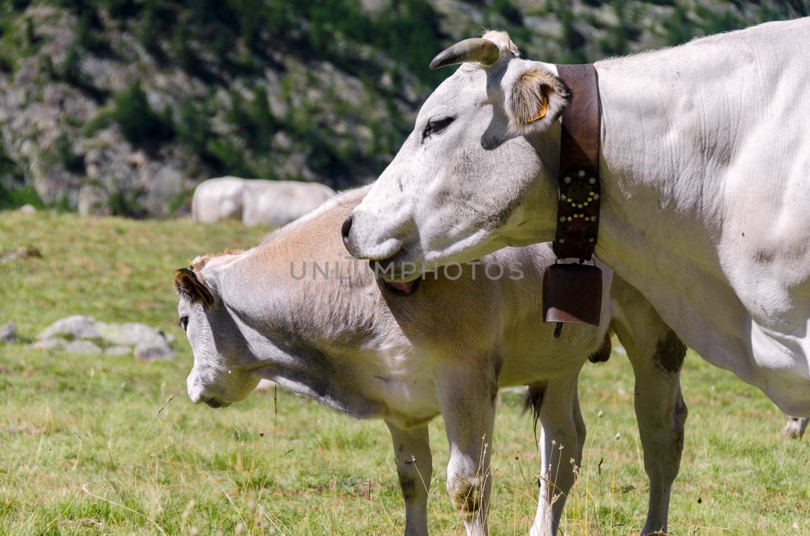 cow with calf on the Alps between France and Piedmont