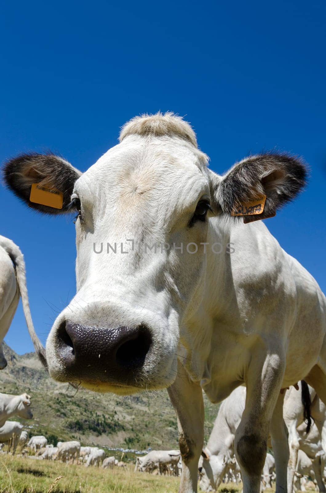 closeup of a cow on the Alps between France and Piedmont