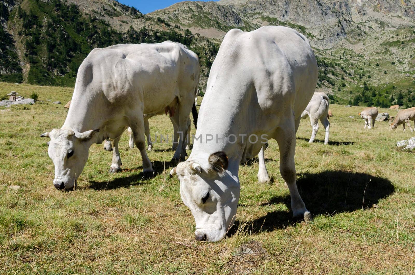 grazing cows on the Alps between France and Piedmont