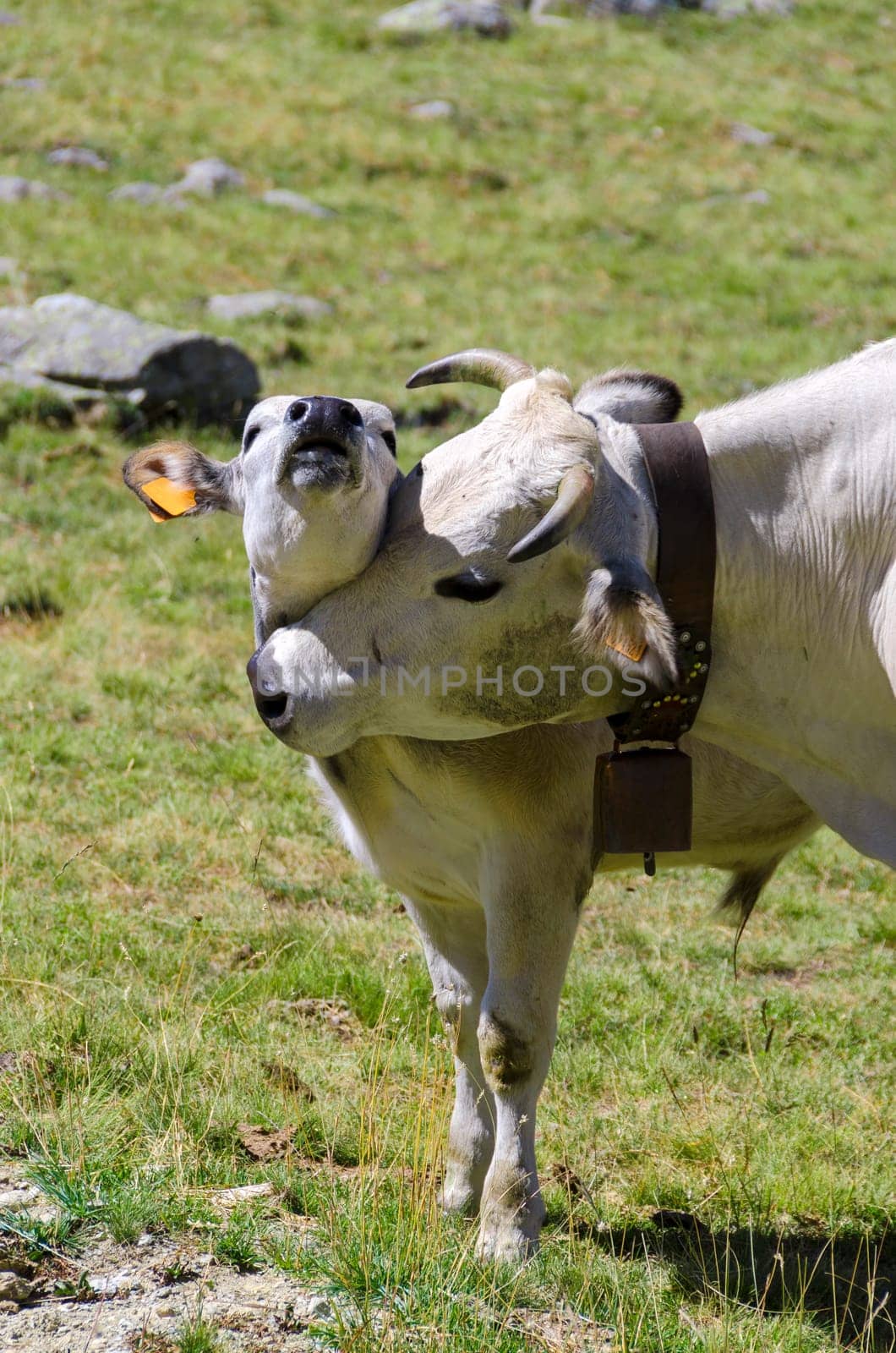 cow with calf on the Alps between France and Piedmont