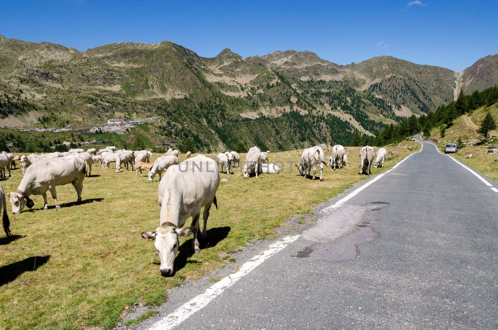 grazing cows on the Alps between France and Piedmont