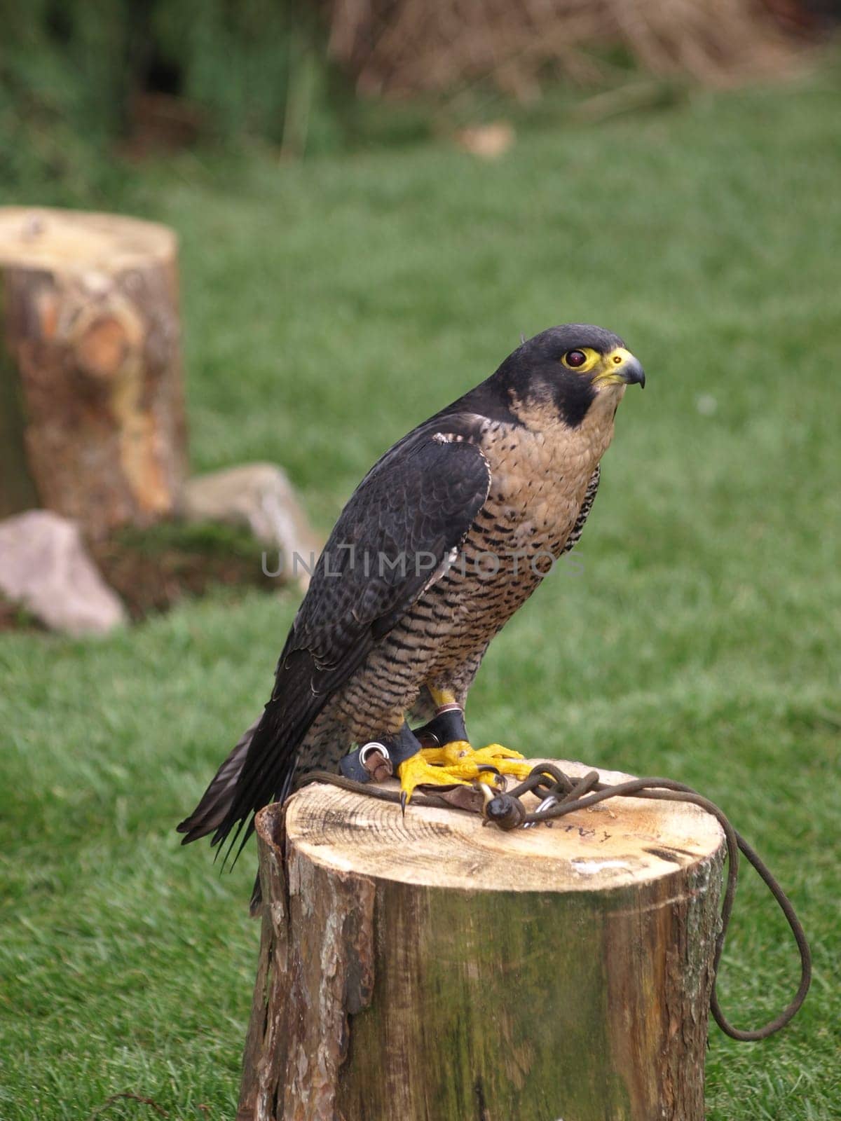Hobby