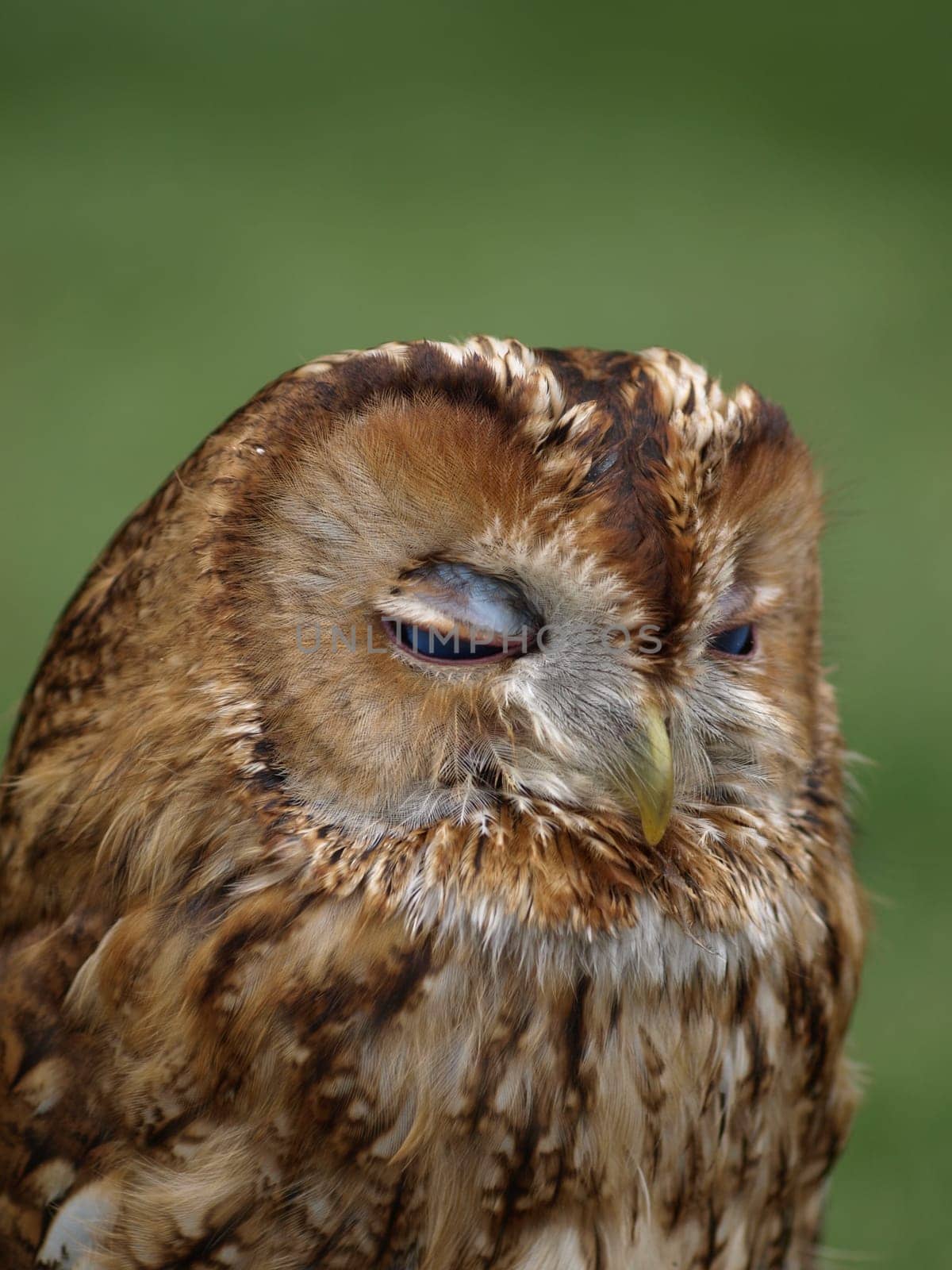 Tawny owl