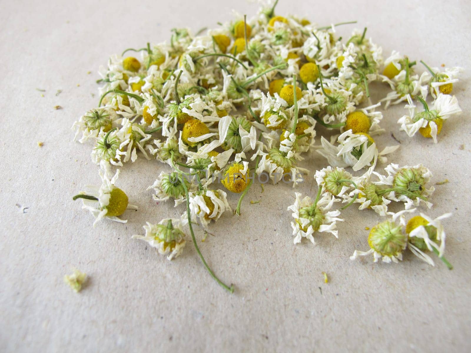 Dried chamomile flowers on paper