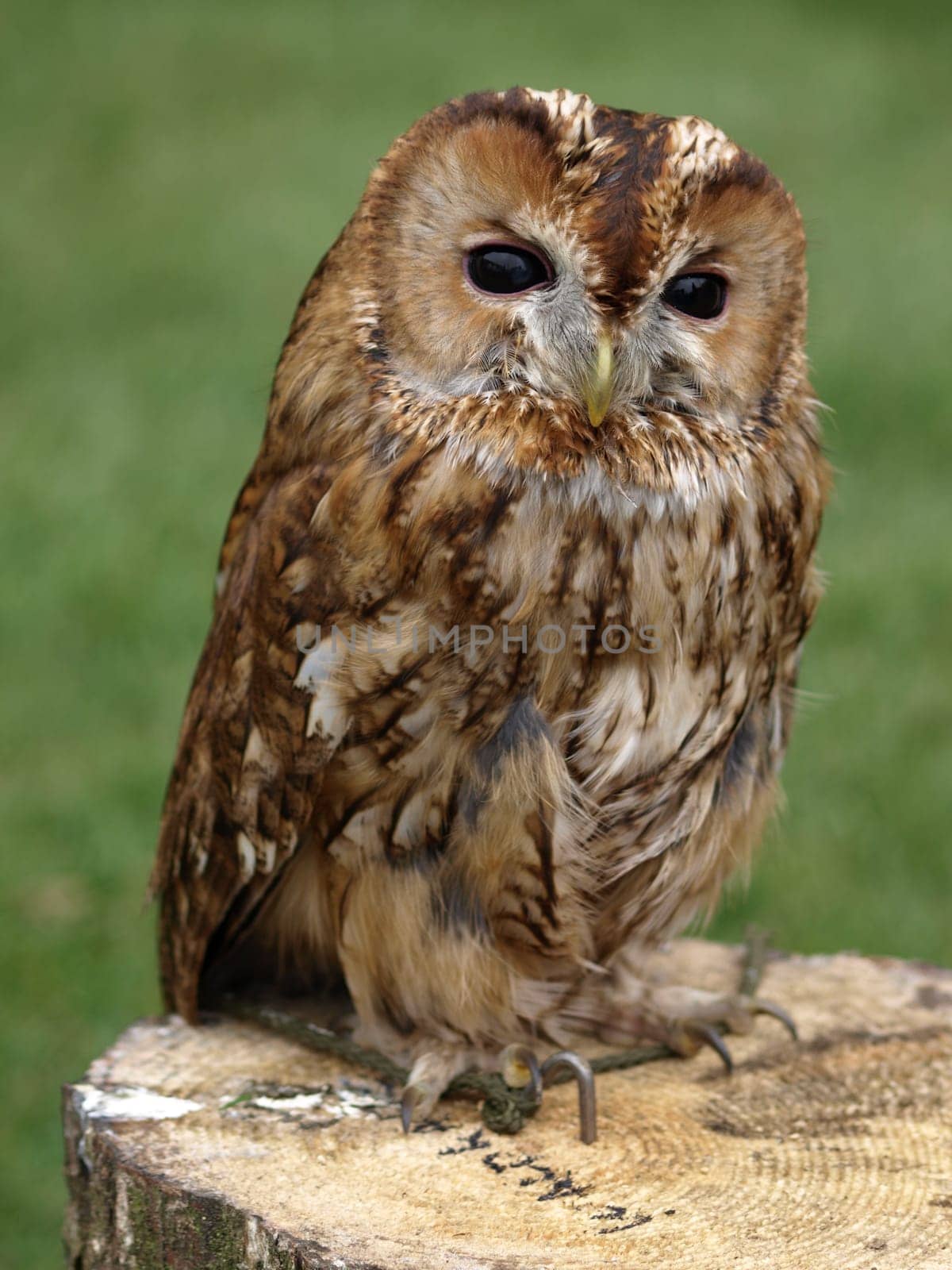 Tawny owl