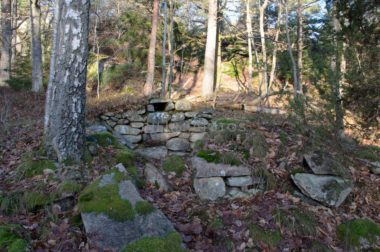 ruins from an old root cellar that has been here in the woods