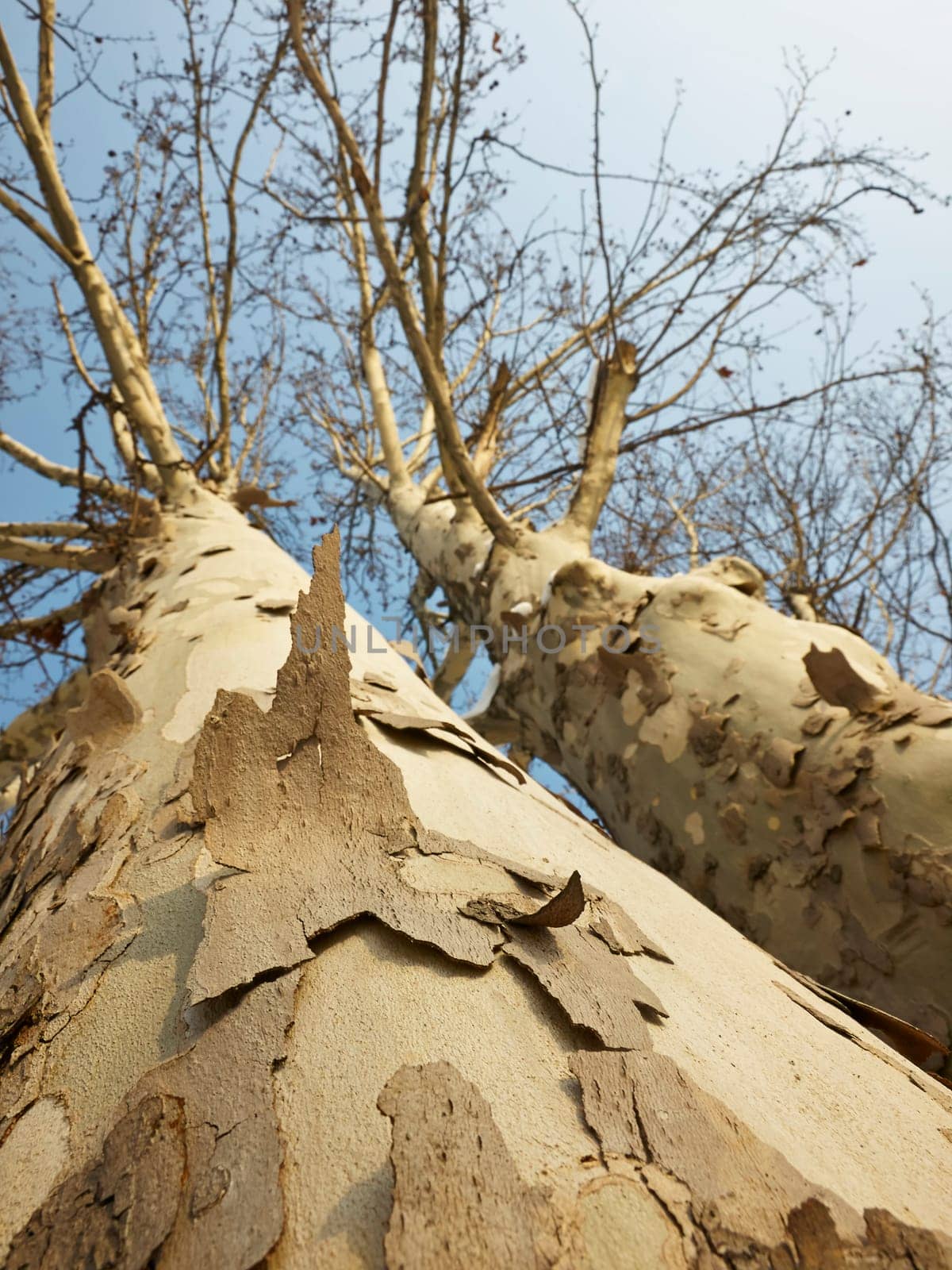 tree in the park  with bark that peels off