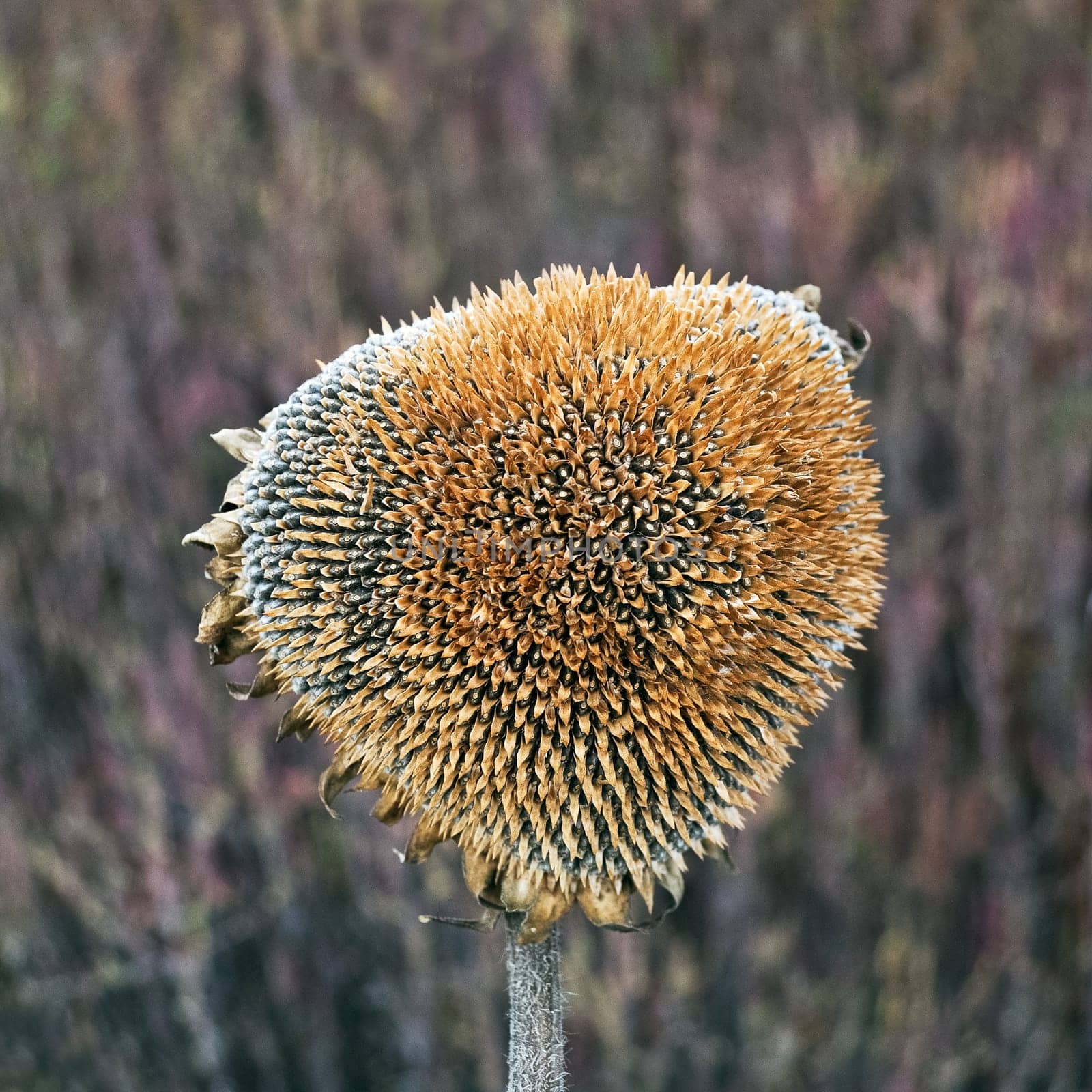 Sunflower with seeds