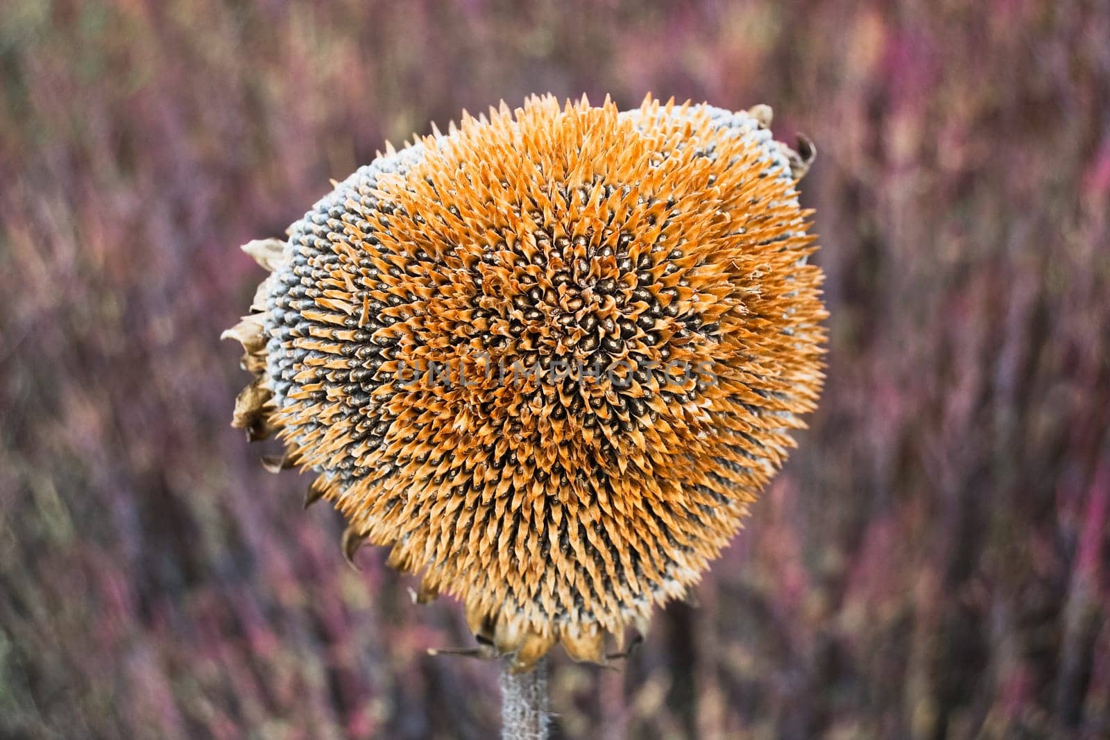 Ripe sunflower