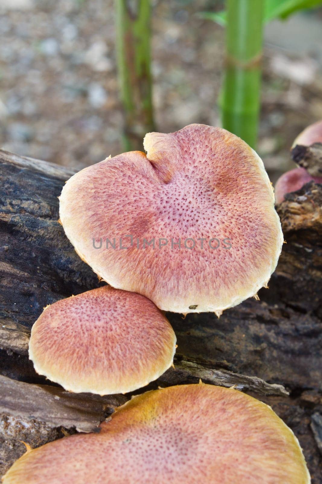 mushrooms growing on a live tree in the forest