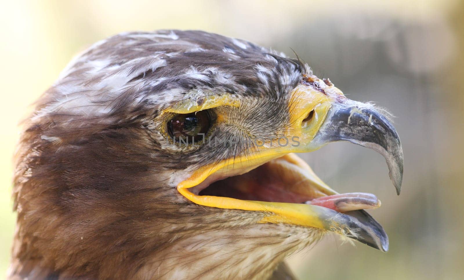 Eagle bird