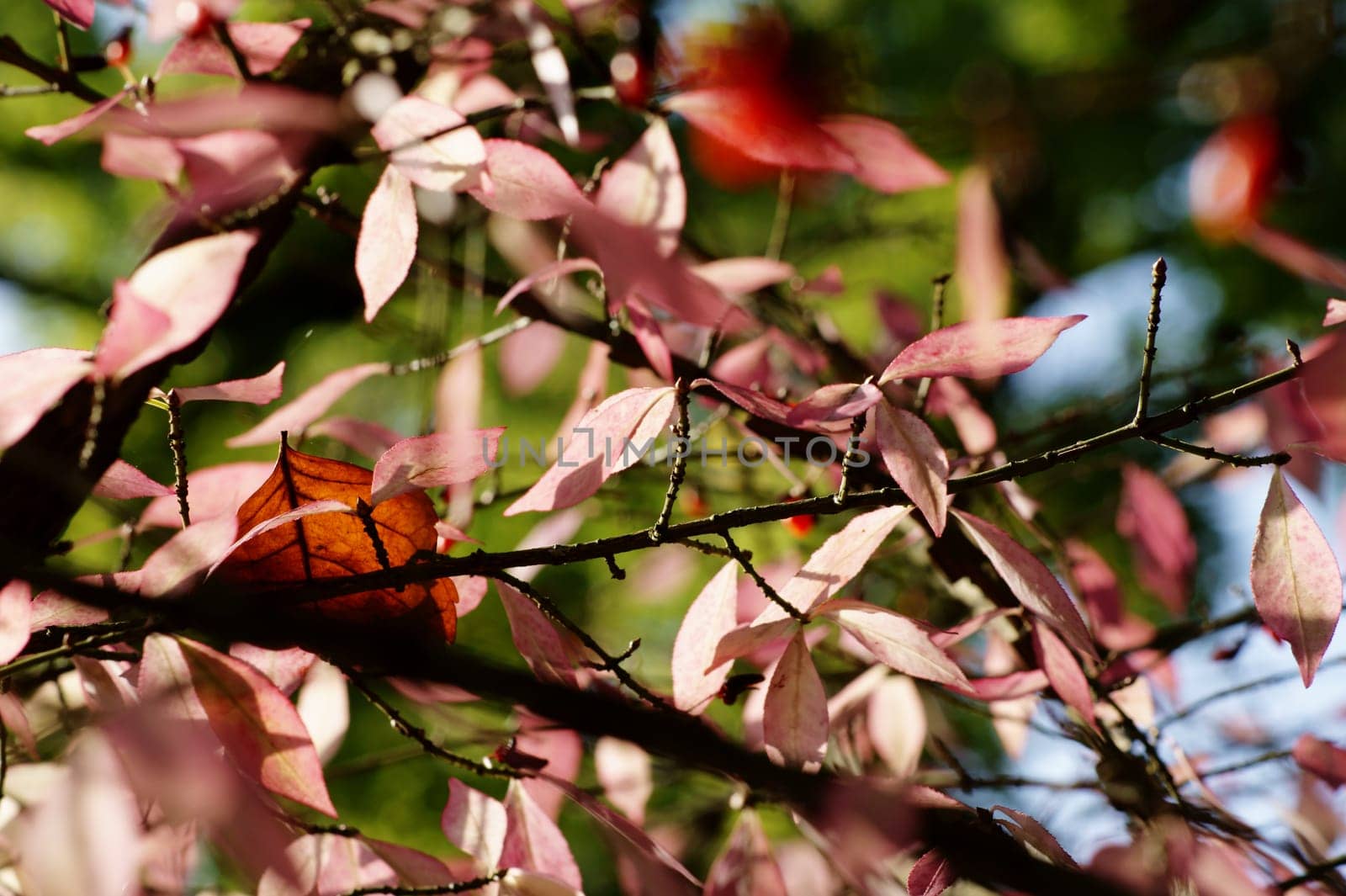 The photograph of red autumn berries and colorful autumn leaves of a shrub.