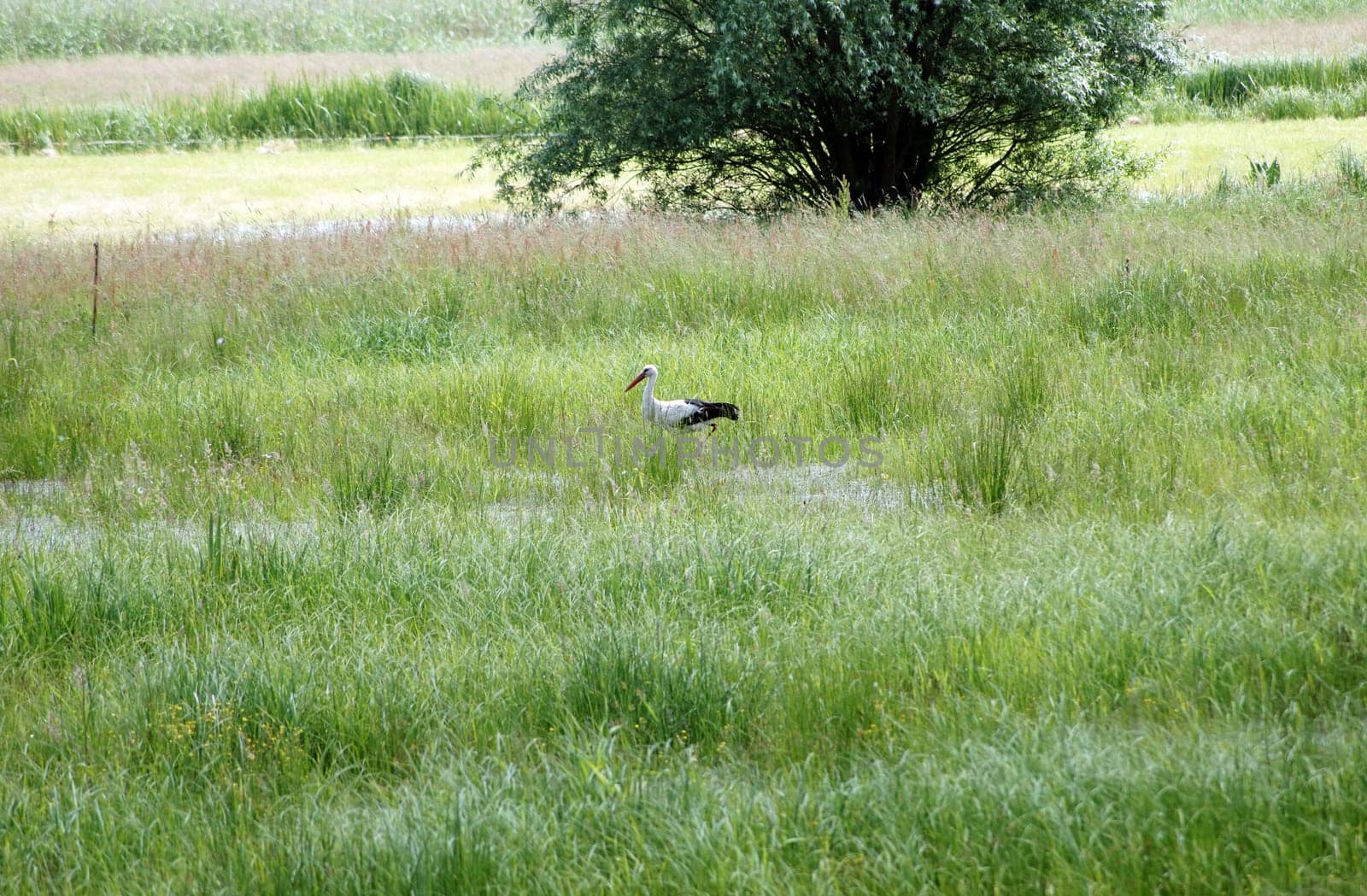Die Fotografie eines Storches bei der Futtersuche auf einer Wiese.