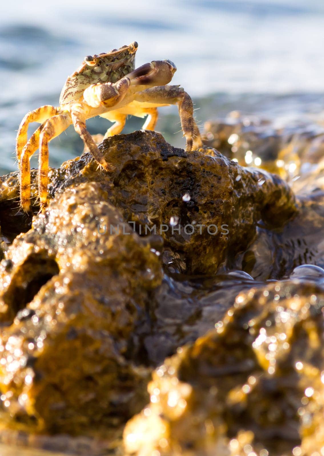 Crab