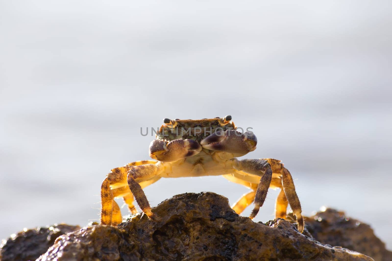 Crab