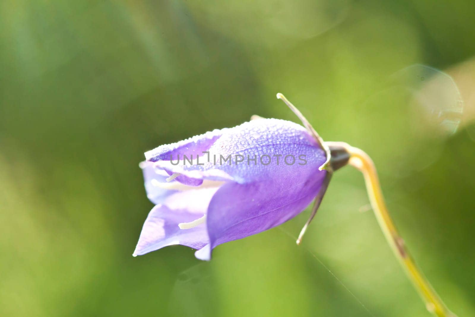 Close up on purple flowers with morning dew