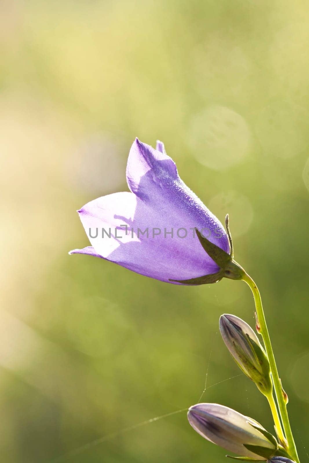 Close up on purple flowers with morning dew