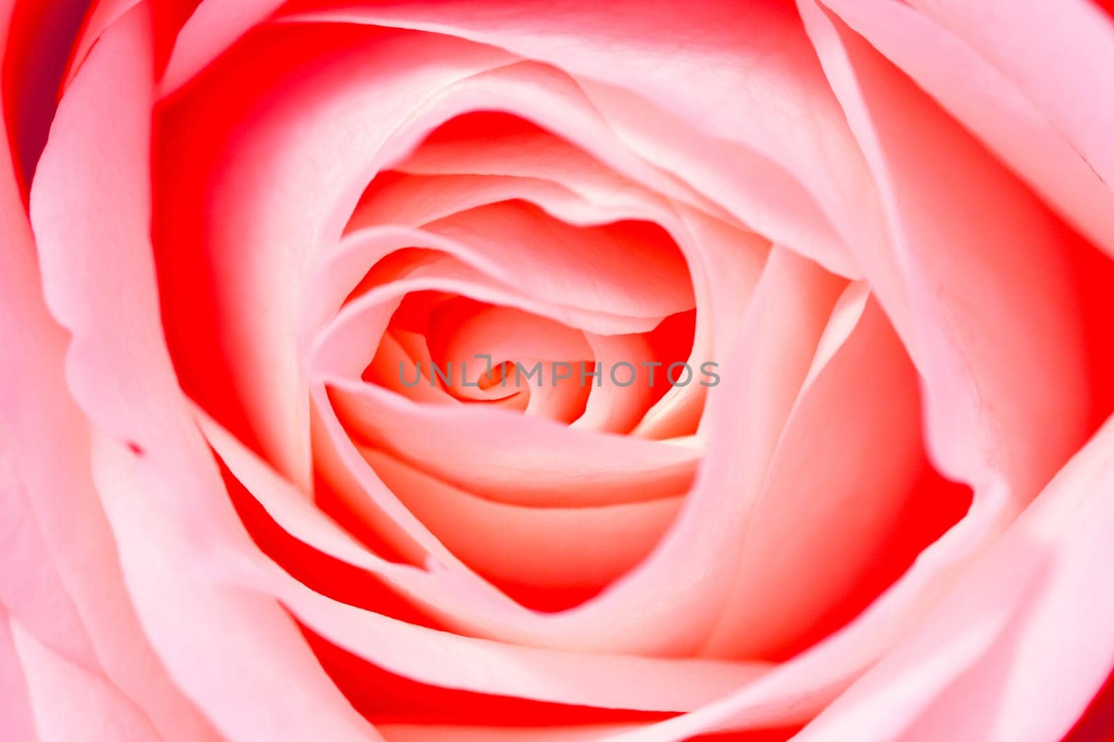 Close up background of beautiful red rose petals