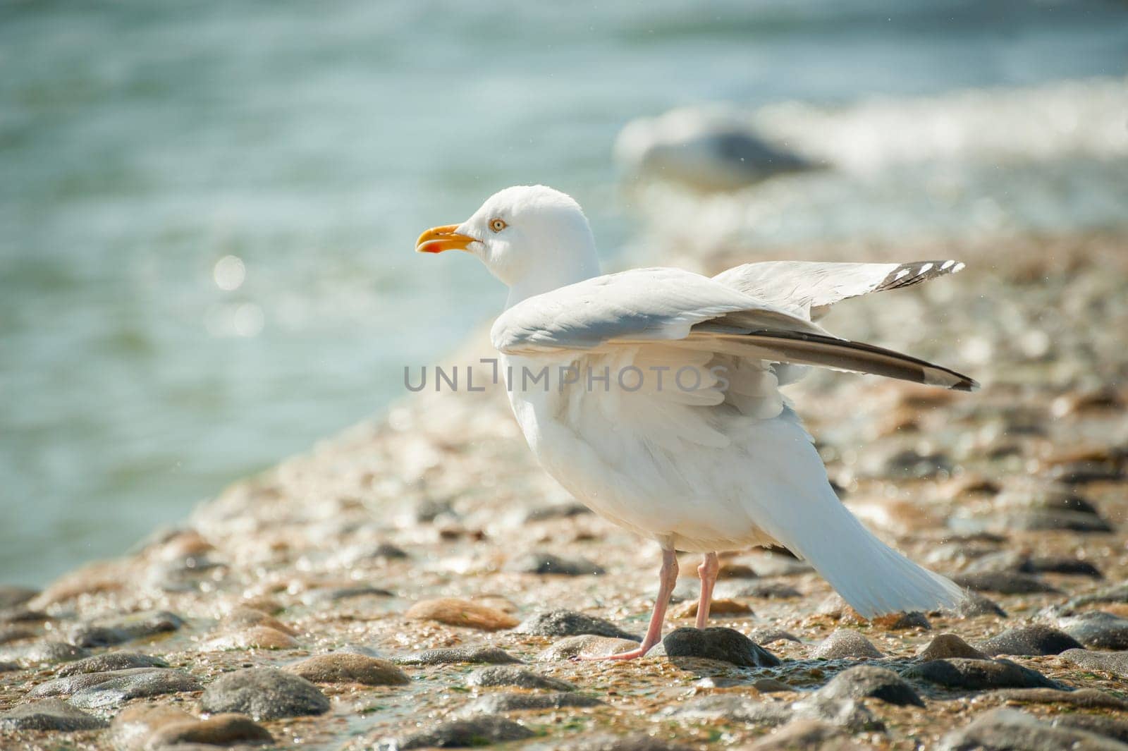 seagull flexing its wings on the sea shore