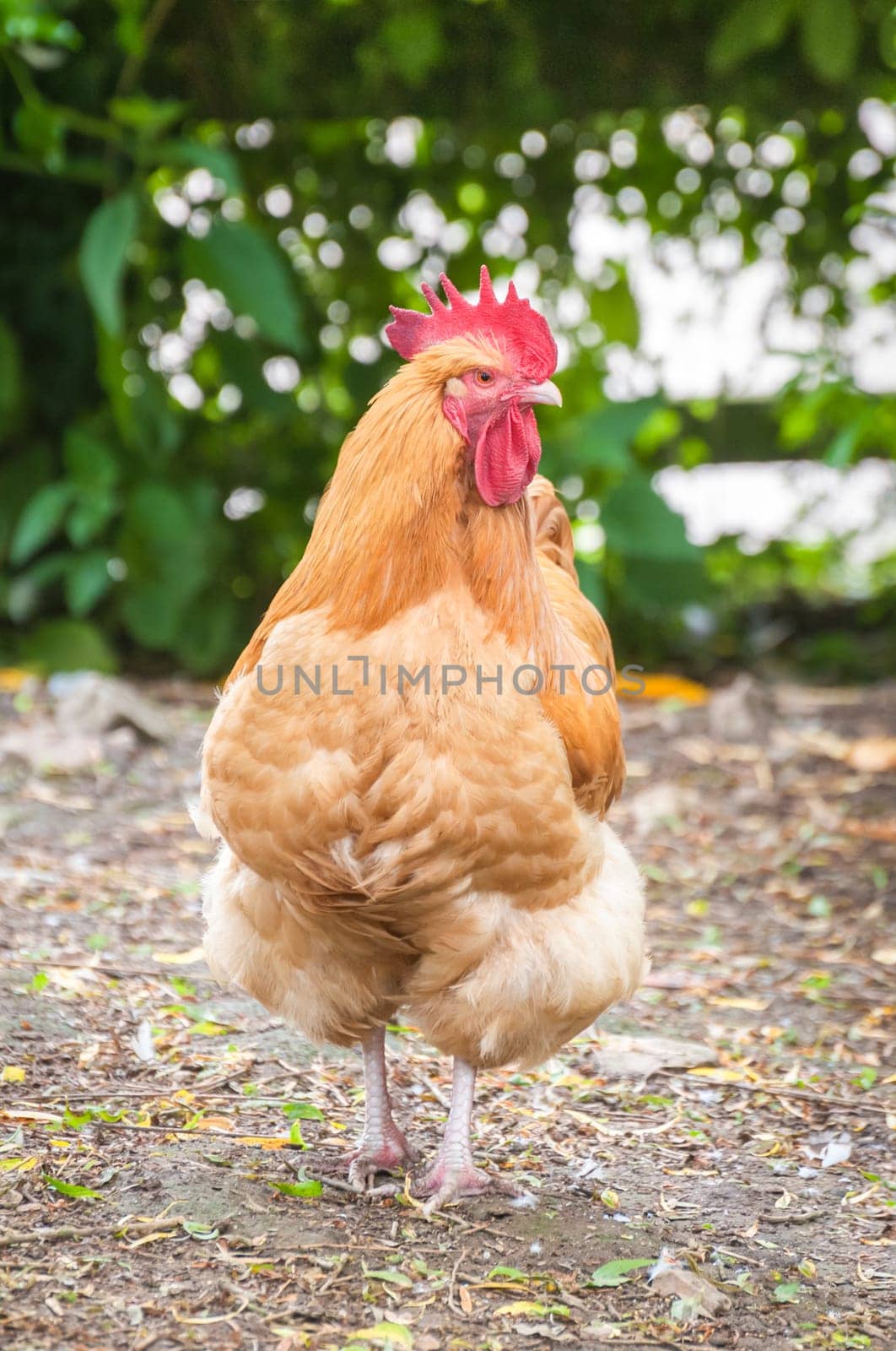 strutting free-range red rooster in a farmyard