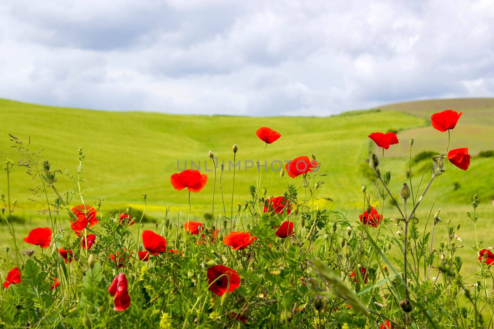 spring in Tuscany, landscape with poppies