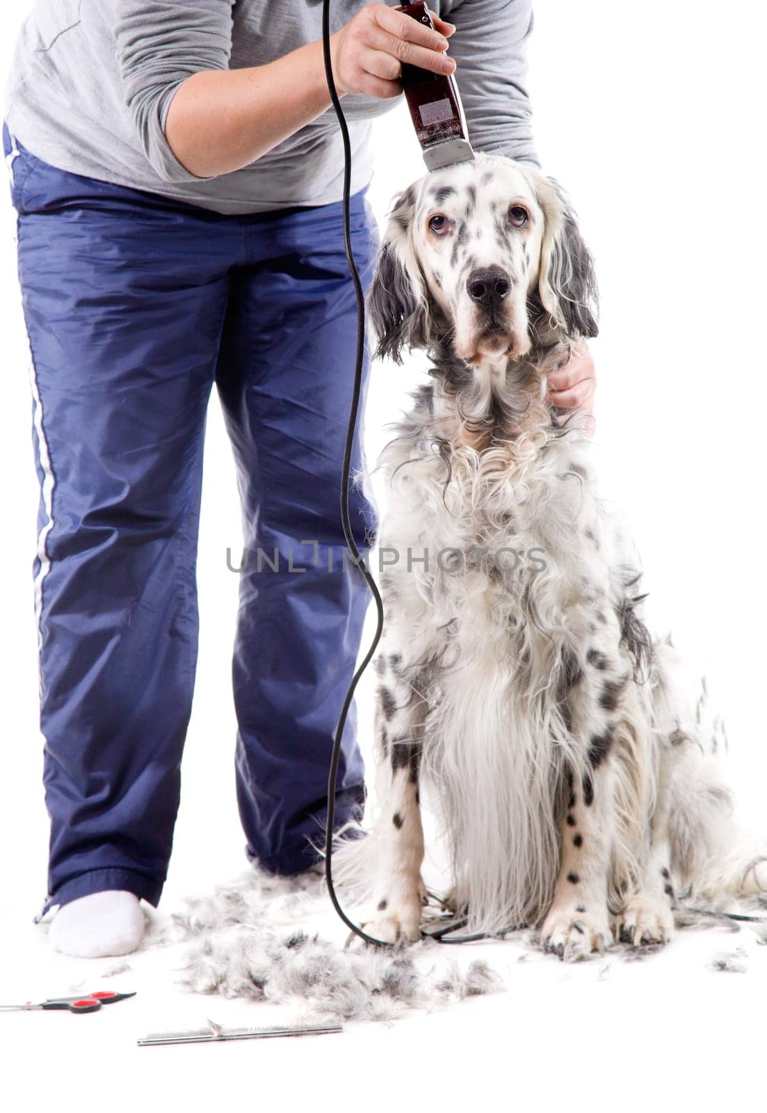 A professional is grooming an English Setter. Isolated on white background.