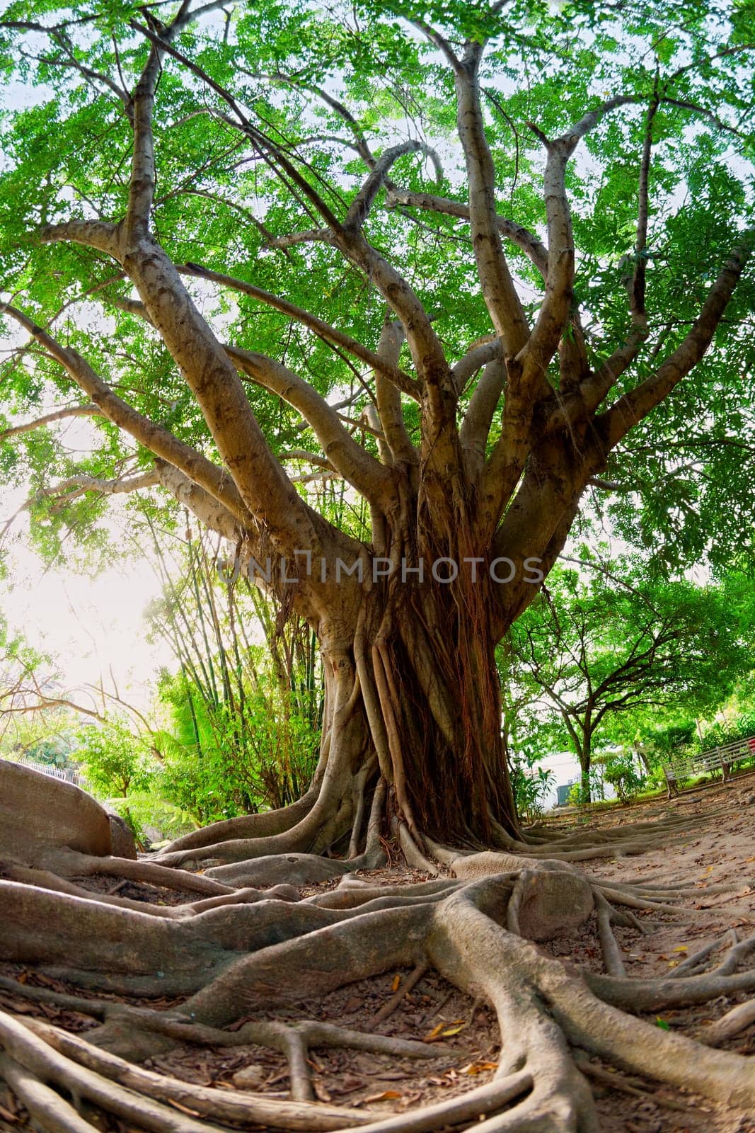 Fisheye image of Ficus incipida or chalate