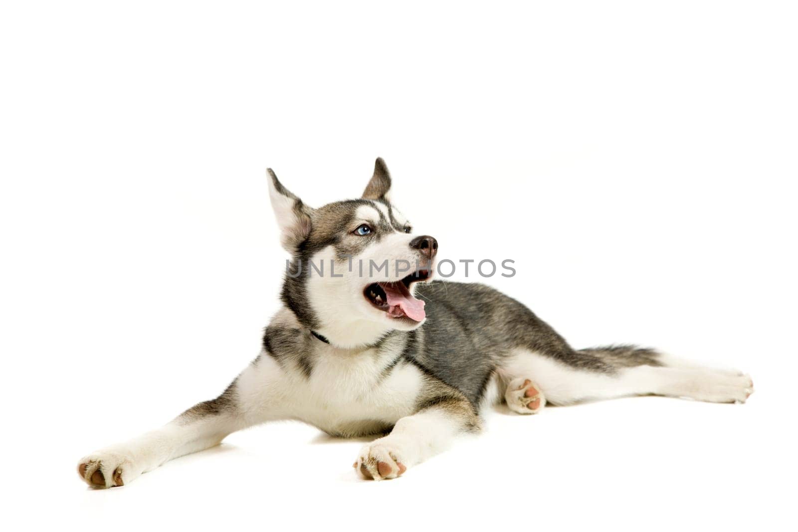 Beautiful Siberian Husky puppy isolated on white background