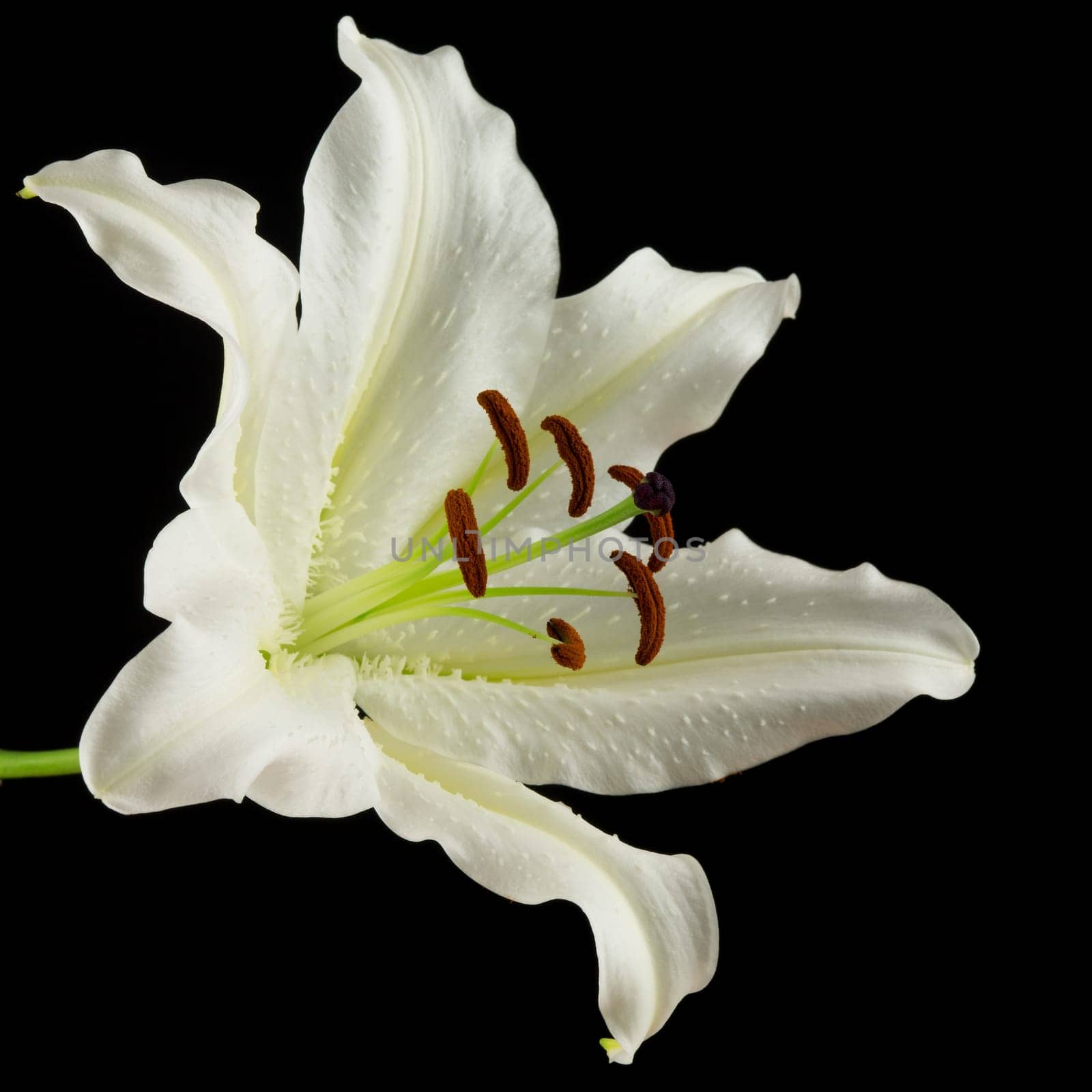 White lily,close-up of the flower with black background