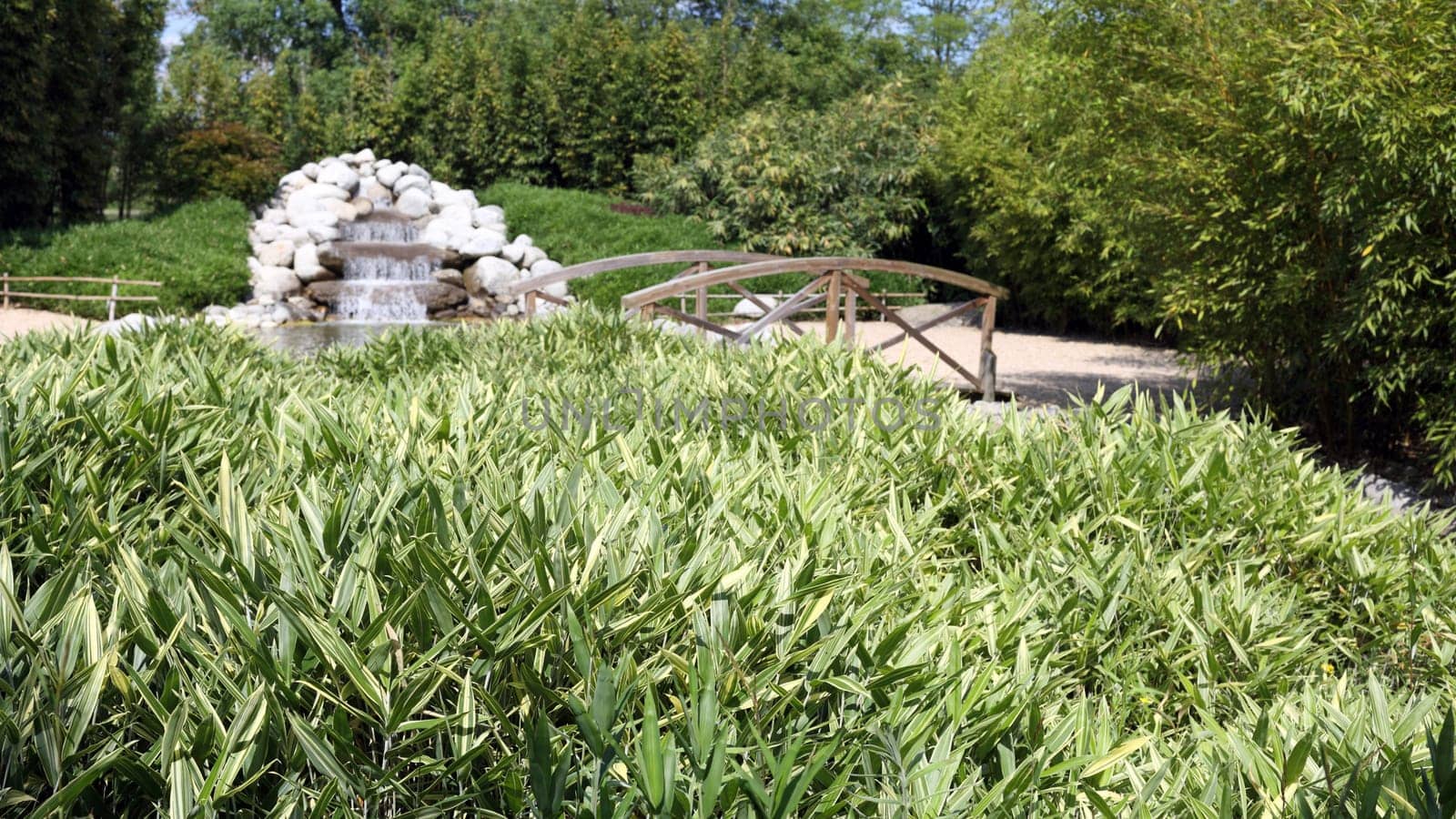 Details of bamboo forest in a japanese garden.