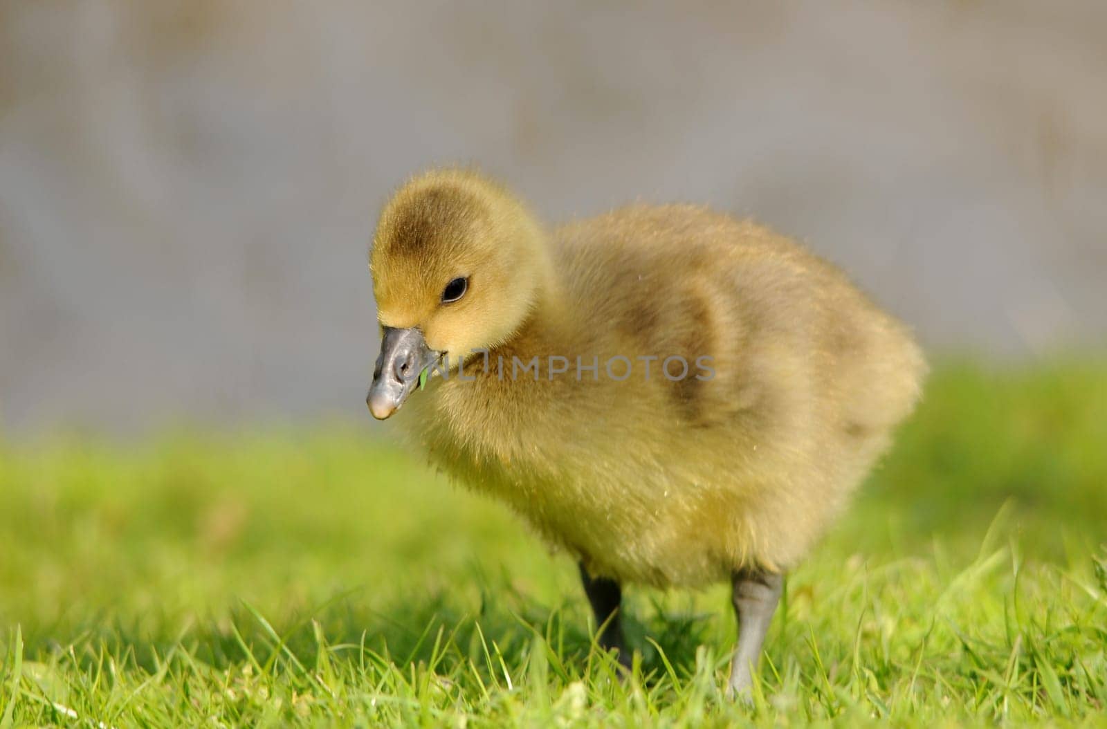 Geese Chicks