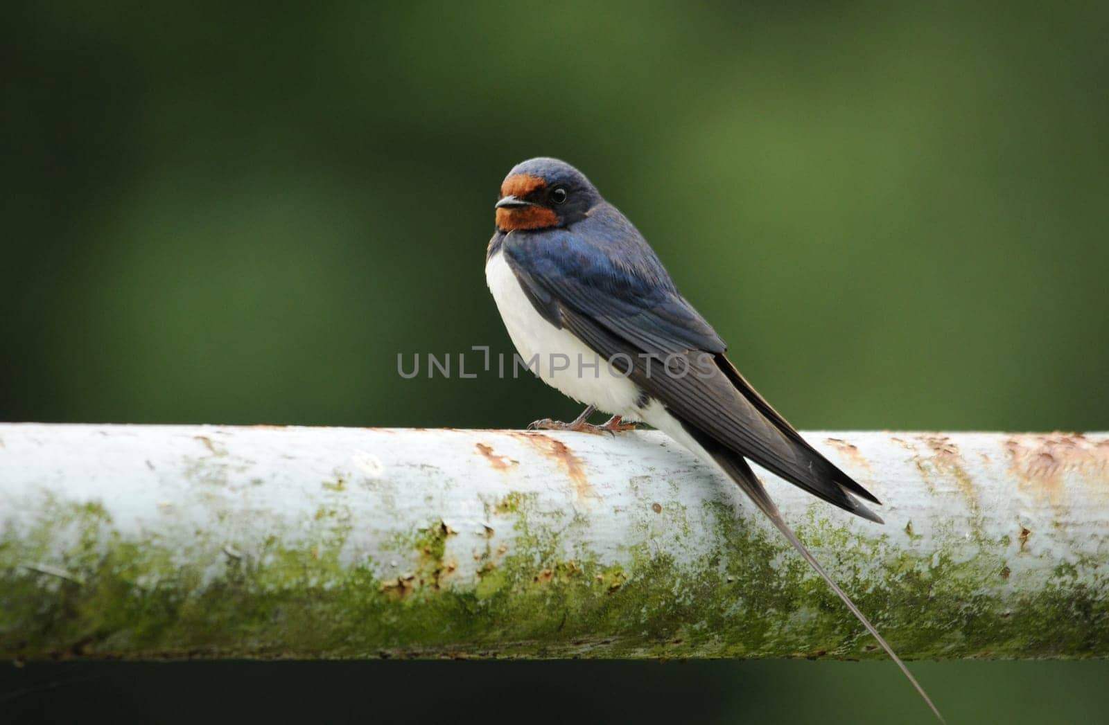 Barn swallow