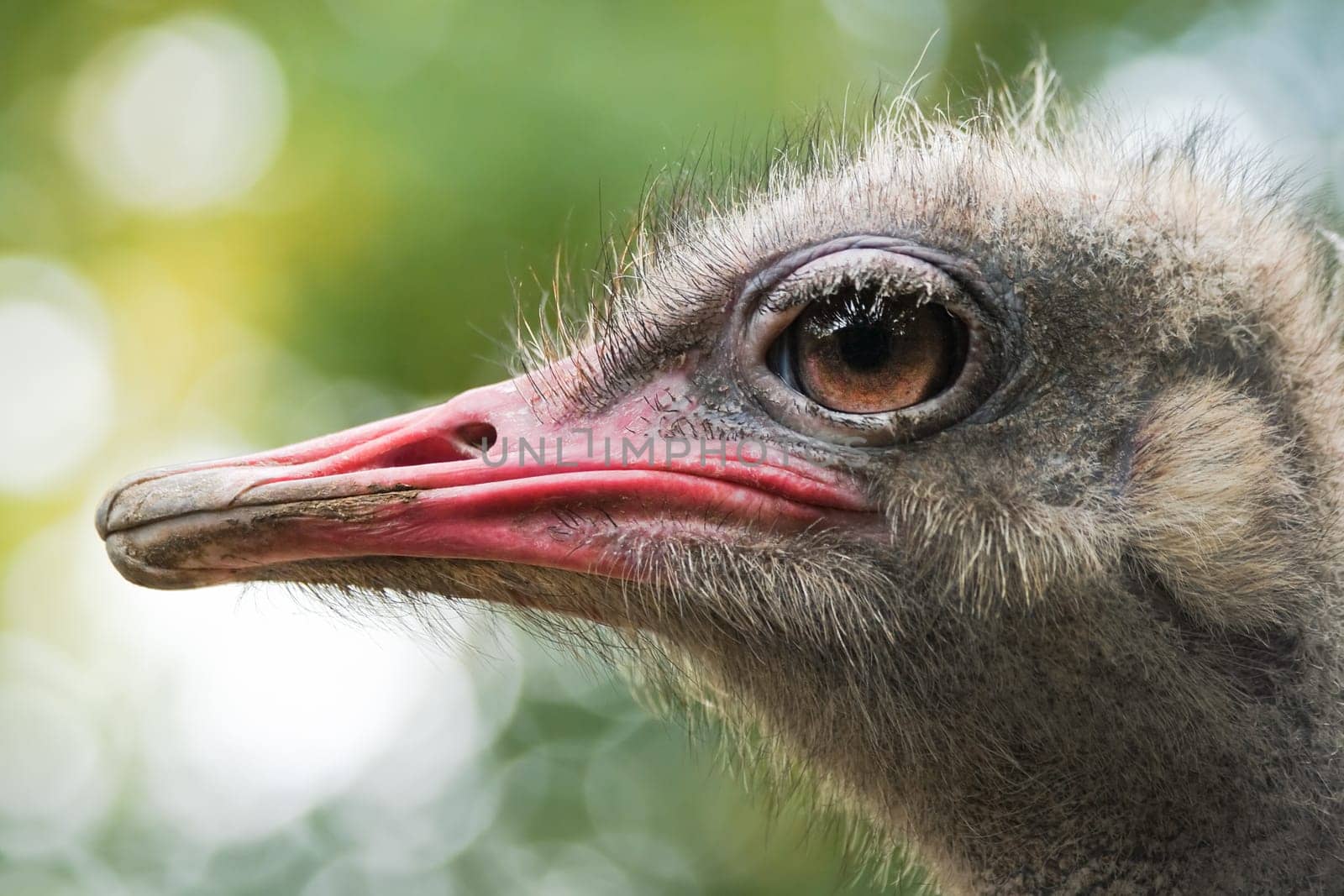 Ostrich or Struthio camelus head in side angle view with autumn colors in background