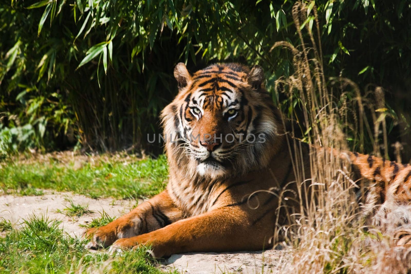 Resting Bengal- or Asian tiger in sunshine