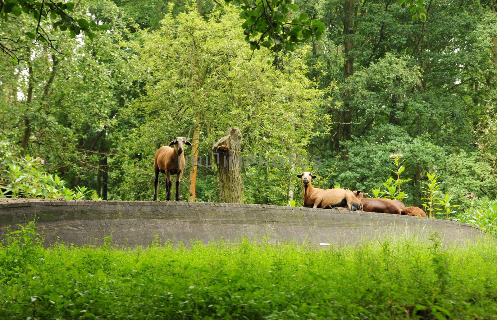 Goats in the Spreewald