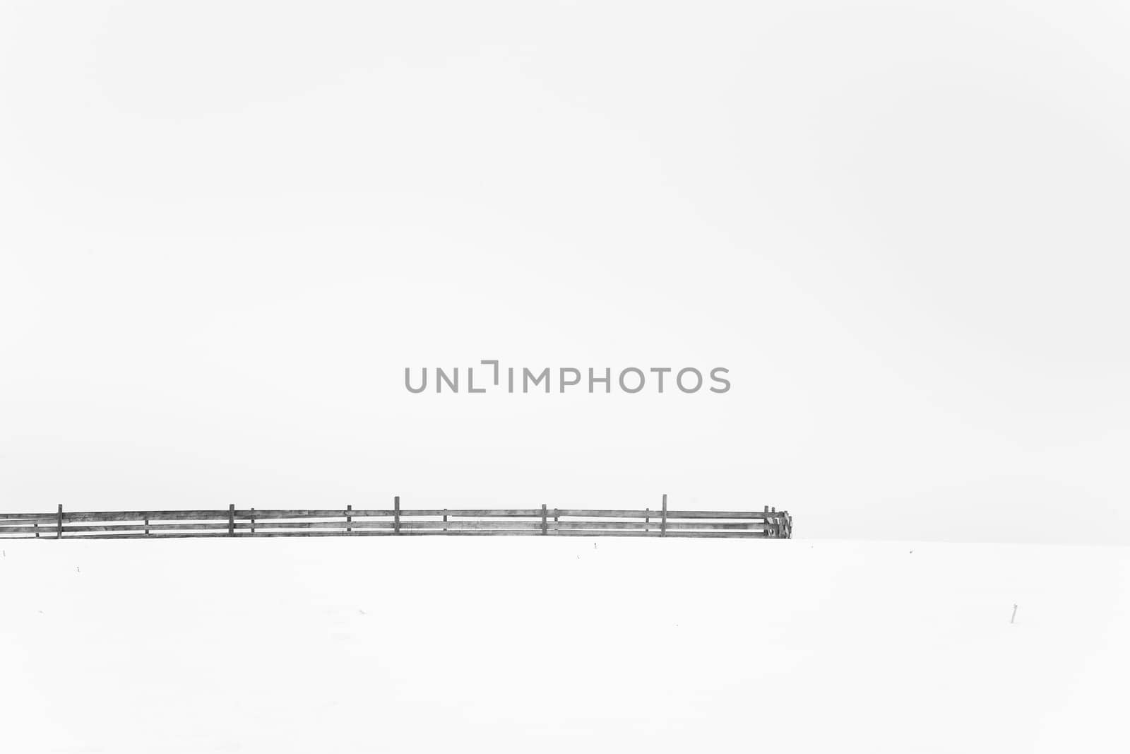 Fence of a willow in the snow