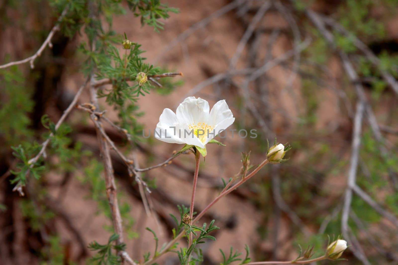 A single Apache Plume blossom in closeup