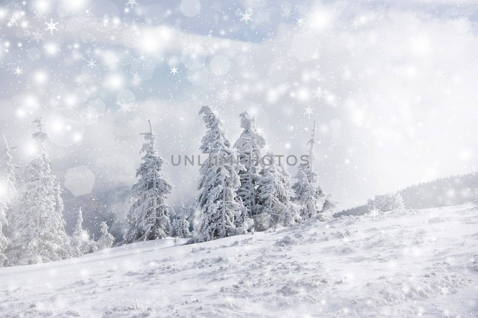 Snow cowered pine trees on the mountains
