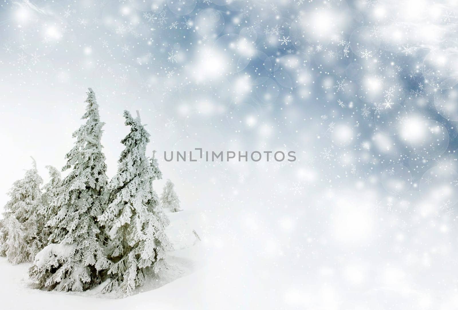 Snow cowered pine trees on the mountains