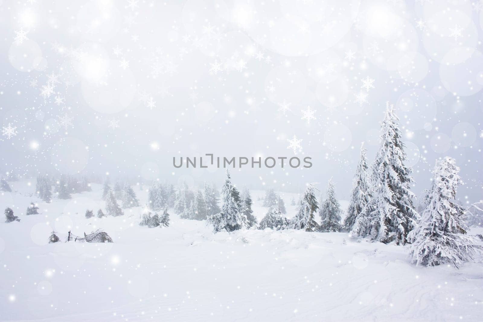 Snow cowered pine trees on the mountains