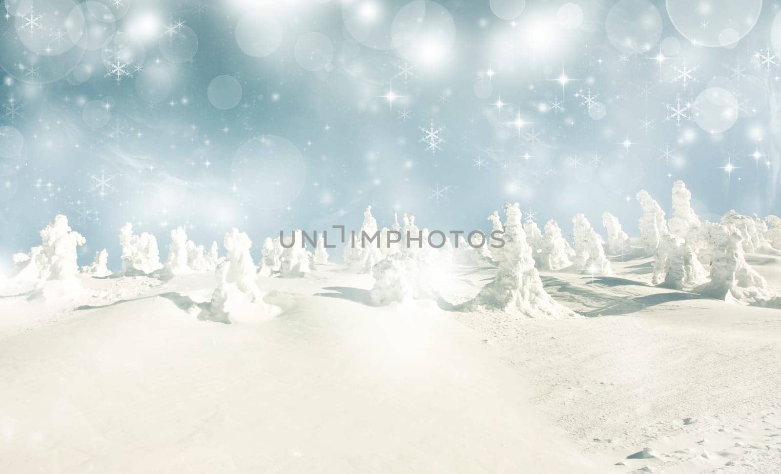 Snow cowered pine trees on the mountains