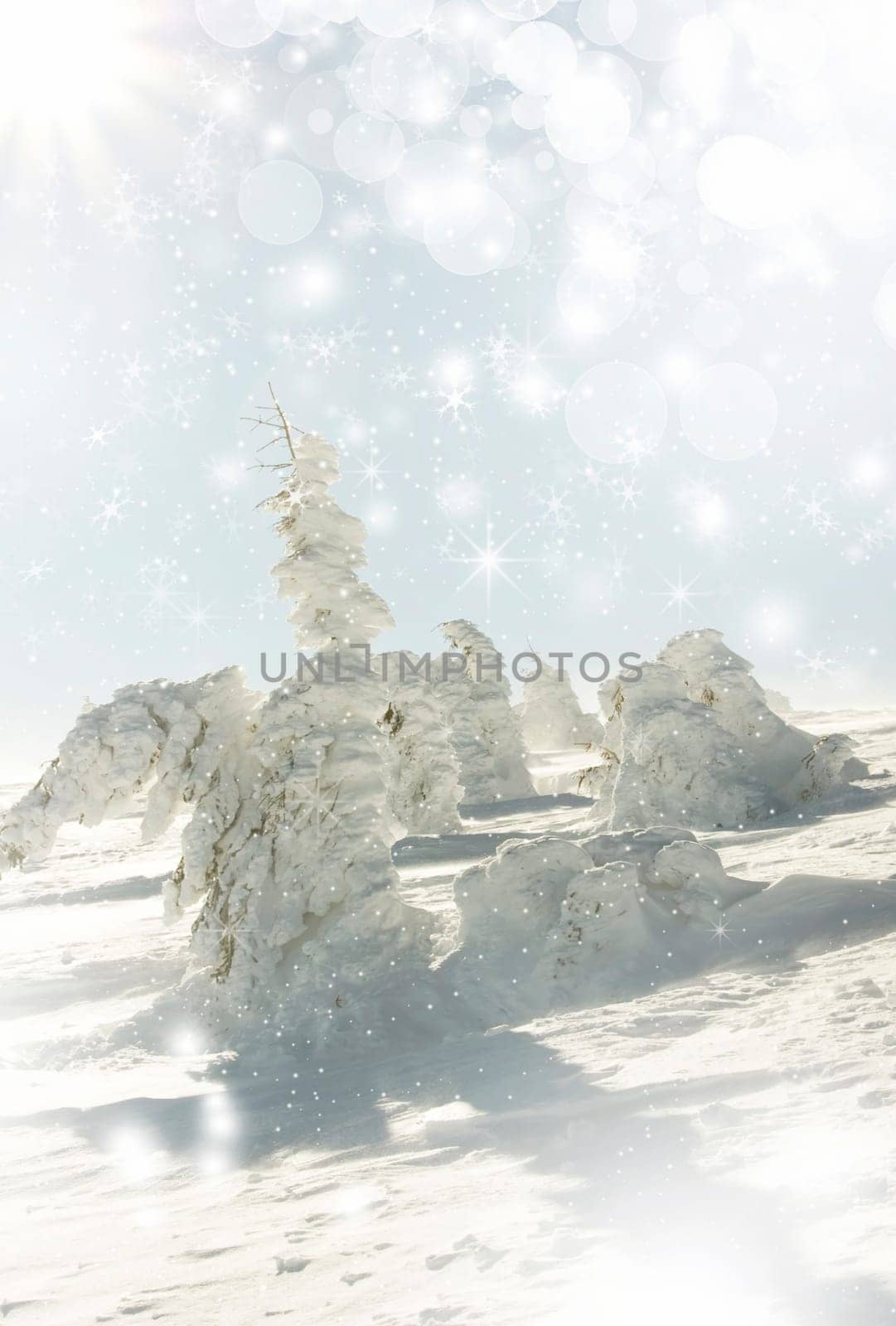 Snow cowered pine trees on the mountains