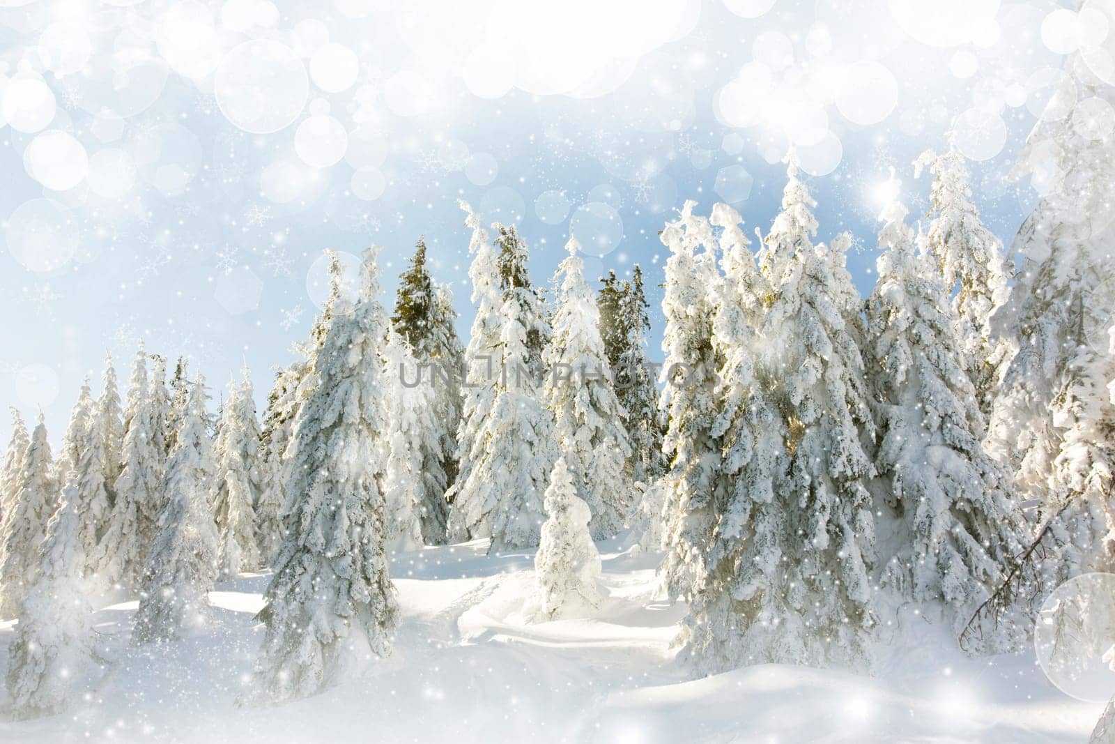 Snow cowered pine trees on the mountains
