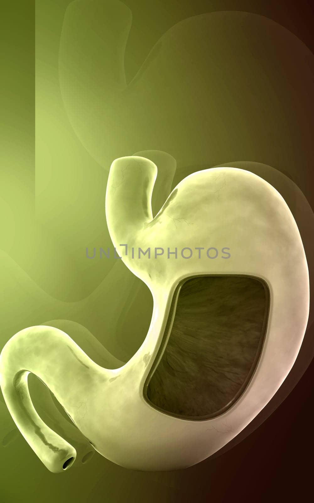 Digital illustration of stomach in colour background