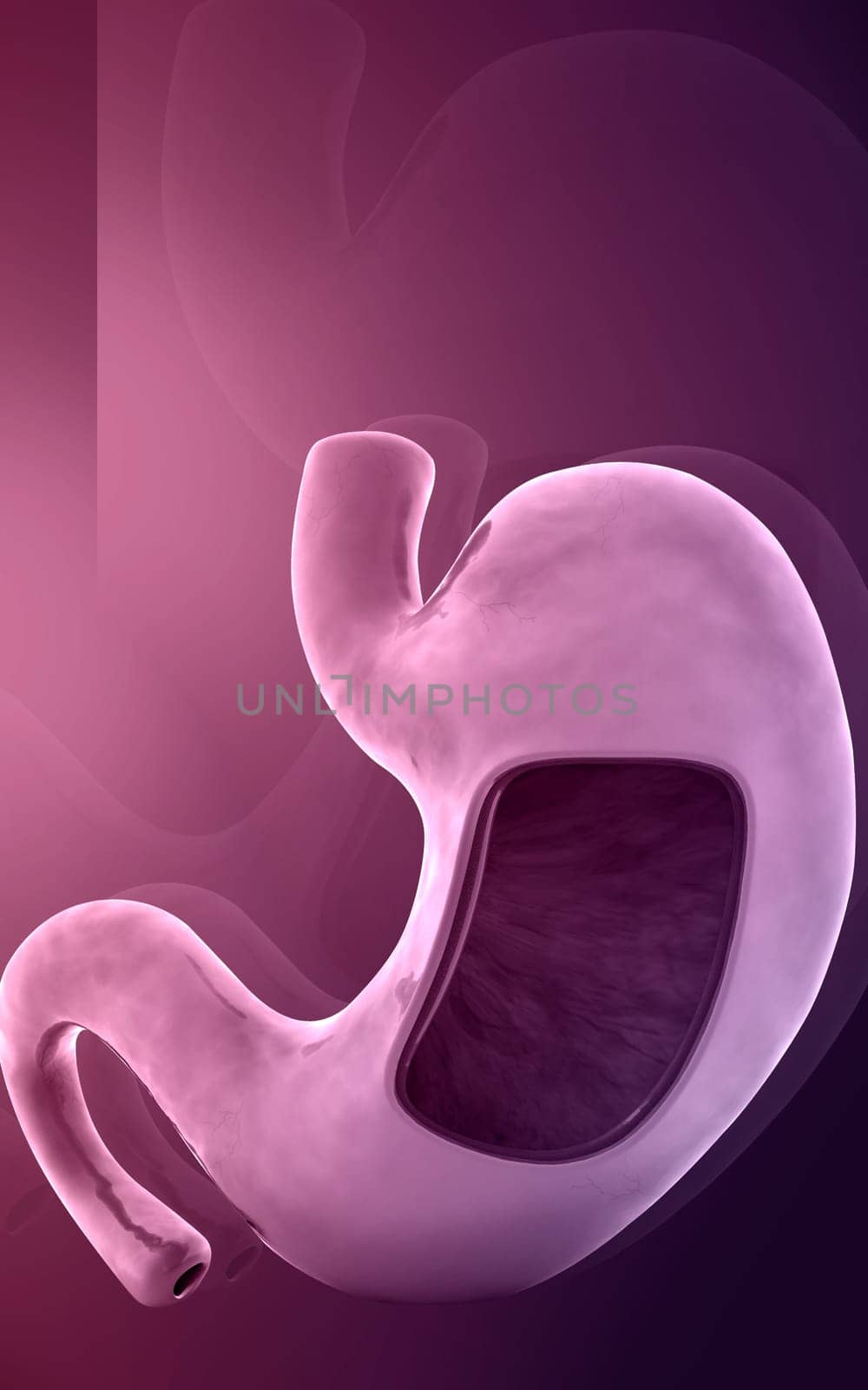 Digital illustration of stomach in colour background