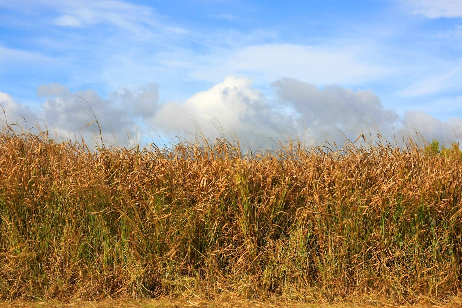 Horizontal shot of a field in evening sun light