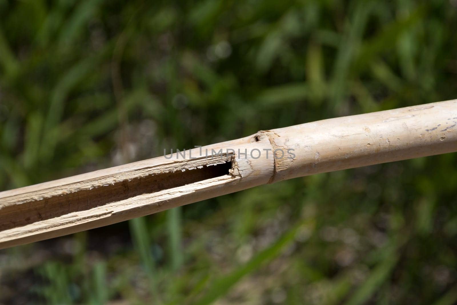 Close up of a bamboo ripped open