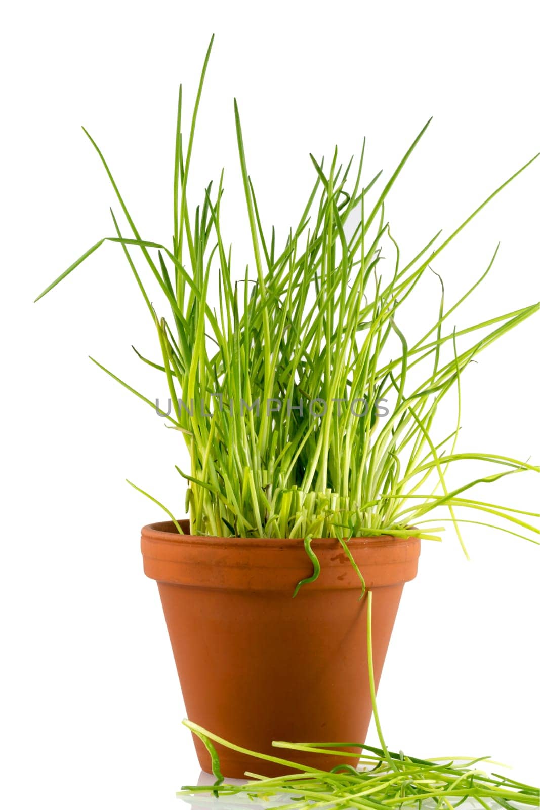 Freshly cut green chives in a flower pot